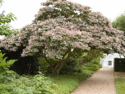 Breed ronde solitairboom uit China, die 5 à 6m hoog en breed kan worden. Verdraagt uitstekend de droogte en de hitte. Opgesnoeid ideaal als meerstammige parasol. Clerodendrum trichotomum fargesii