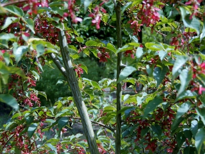 Acer davidii 'Serpentine'