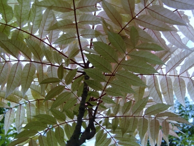Toona sinensis 'Flamingo'