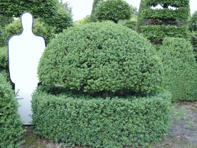 Buxus sempervirens