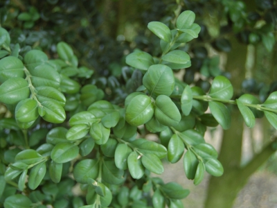De relatief grote ronde bladeren zijn leerachtig en taai en verkleuren van olijf- naar donkergroen. Buxus sempervirens 'Rotundifolia'