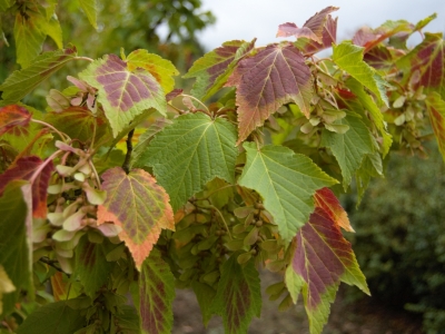 Acer rufinerve