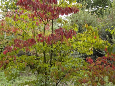 Cornus alternifolia