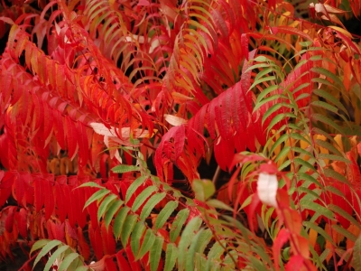 Rhus glabra