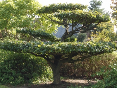 Carpinus betulus