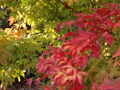 Acer triflorum