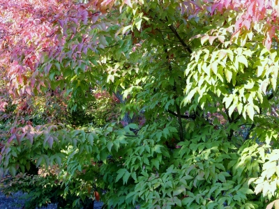 Acer triflorum