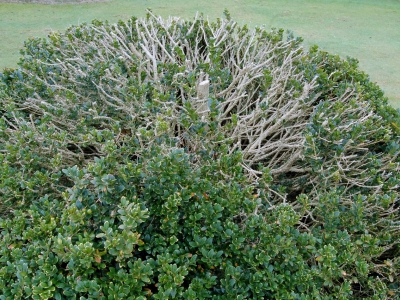 Buxus sempervirens