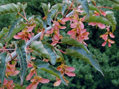 Acer davidii 'Serpentine'