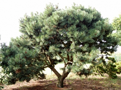 Pinus mugo subsp. mugo