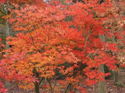 Enkianthus campanullatus