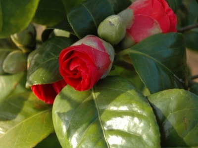 Camellia japonica