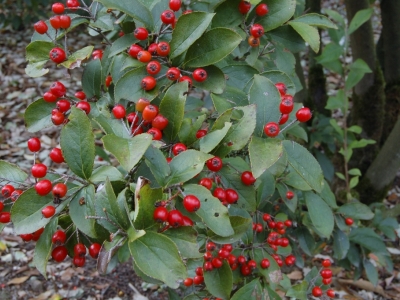 Photinia villora var. laevis