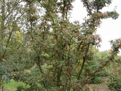 Photinia villora var. laevis