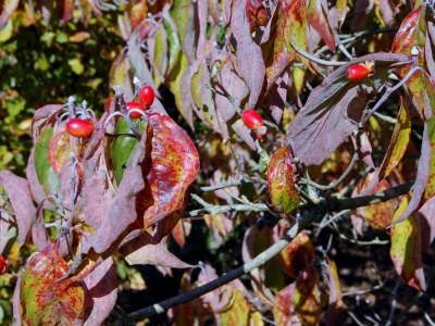 Cornus florida 'White Cloud'