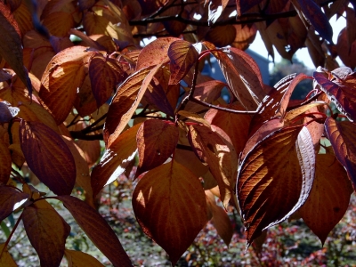 of in de RAL tinten van 8001 tot 8029. Cornus controversa