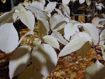 Ook ivoor ... Cornus controversa