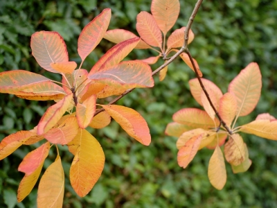 Cotinus obovatus