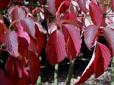 ... en de koude inval. Cornus controversa