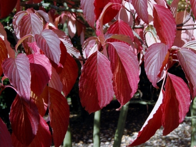 Cornus controversa