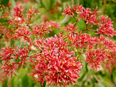 Heptacodium jasminioides