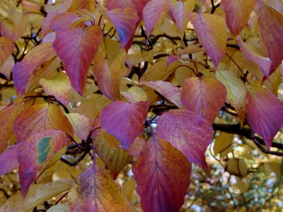 ... afhankelijk van de grond ... Cornus controversa
