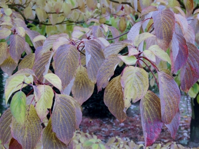 ... uitvloeiend naar grijs blauwig metallic en Aubergine ... Cornus controversa