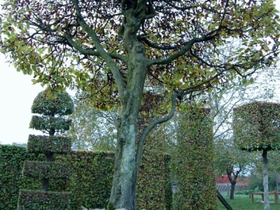 Carpinus betulus