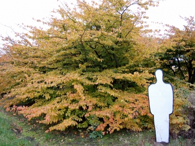 Parrotia persica meerstammige solitair