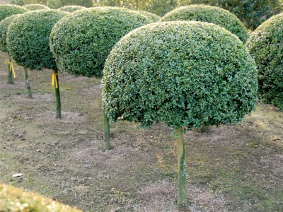 Buxus sempervirens