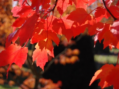 ... een gloed Acer rubrum 'October Glory'