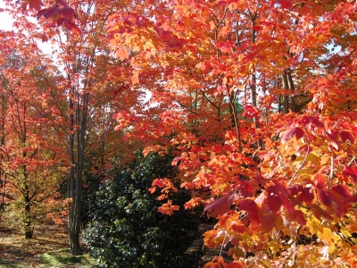 en dan de herfst ..... Acer rubrum 'October Glory'