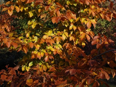 Fagus grandiflora