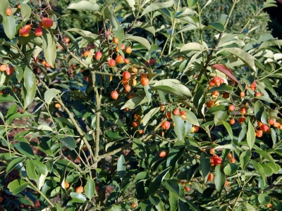 Euonymus myrianthus