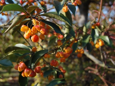 Euonymus myrianthus