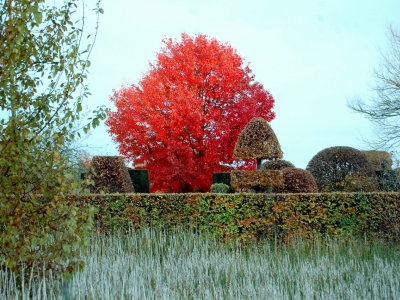 ... al jaren lang bewonderd Acer rubrum 'October Glory'