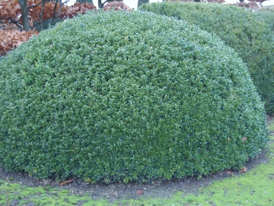 Buxus sempervirens