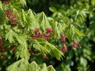 Acer japonicum 'Aconitifolium'