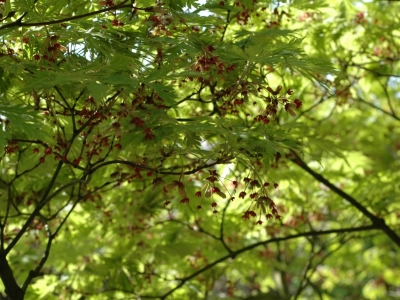 Acer japonicum 'Aconitifolium'