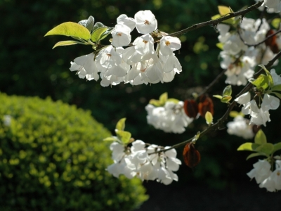 Halesia monticola