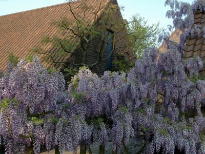 Wisteria floribunda 'Issai-naga'