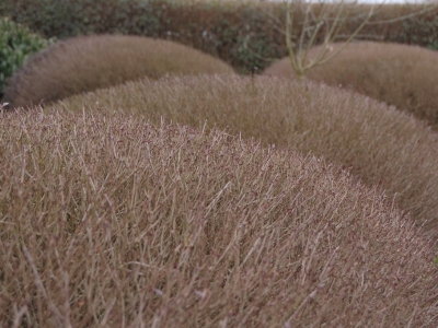 Ligustrum  vulgare 'Lodense'