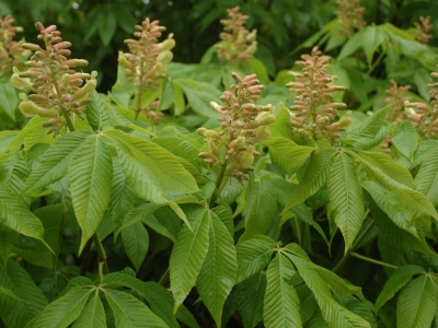 Aesculus pavia 'Koehnei'