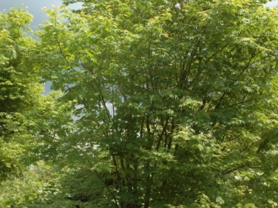 Acer palmatum 'Kogane Sakae'