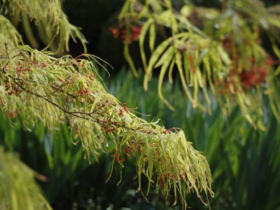 Acer palmatum 'Linearilobum'