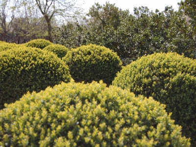 Buxus sempervirens