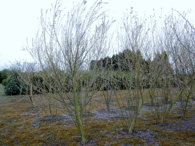 Salix triandra