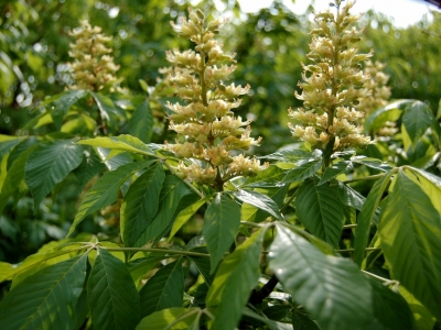 Aesculus flava 'October Red'