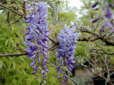 Wisteria sinensis 'Prolific'