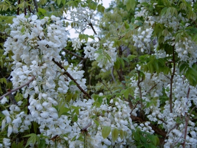 Wisteria brachybotrys 'Shiro-kapitan'